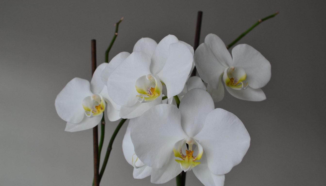 Orchidée blanche en fleur posée près d'une fenêtre, racines visibles dans son pot transparent Image