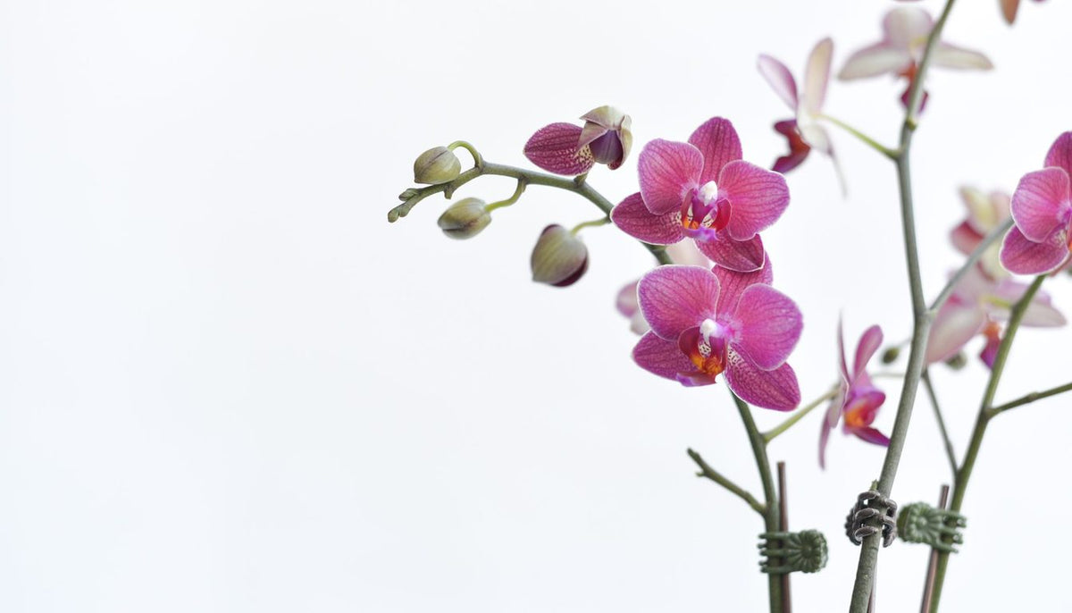 Orchidée rose en pleine floraison dans un cache-pot en céramique claire, sur un rebord lumineux