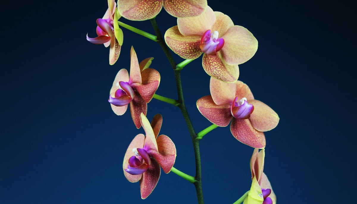 Hampe florale d'orchidée en boutons, prête à s'ouvrir, dans un cache-pot posé sur un meuble clair Image