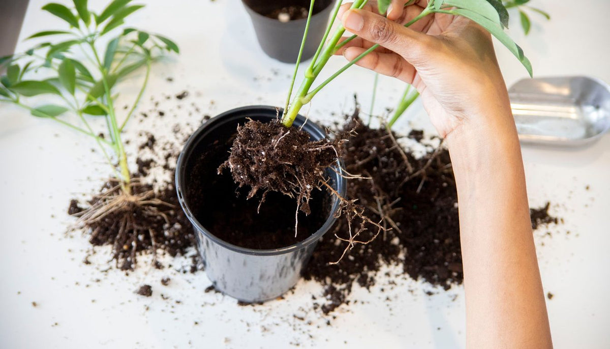 Mains rempotant une plante d'intérieur, racines dégagées au-dessus d'un pot et du substrat neuf Image