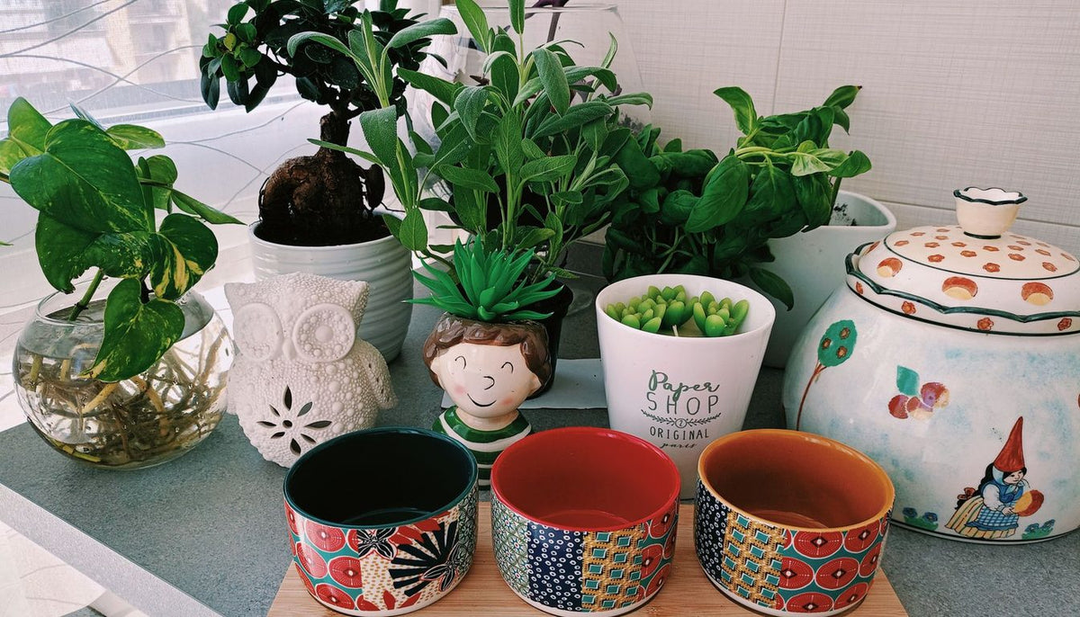 Plusieurs plantes vertes d'intérieur dans des pots et cache-pots de tailles différentes, alignés sur un plan de travail