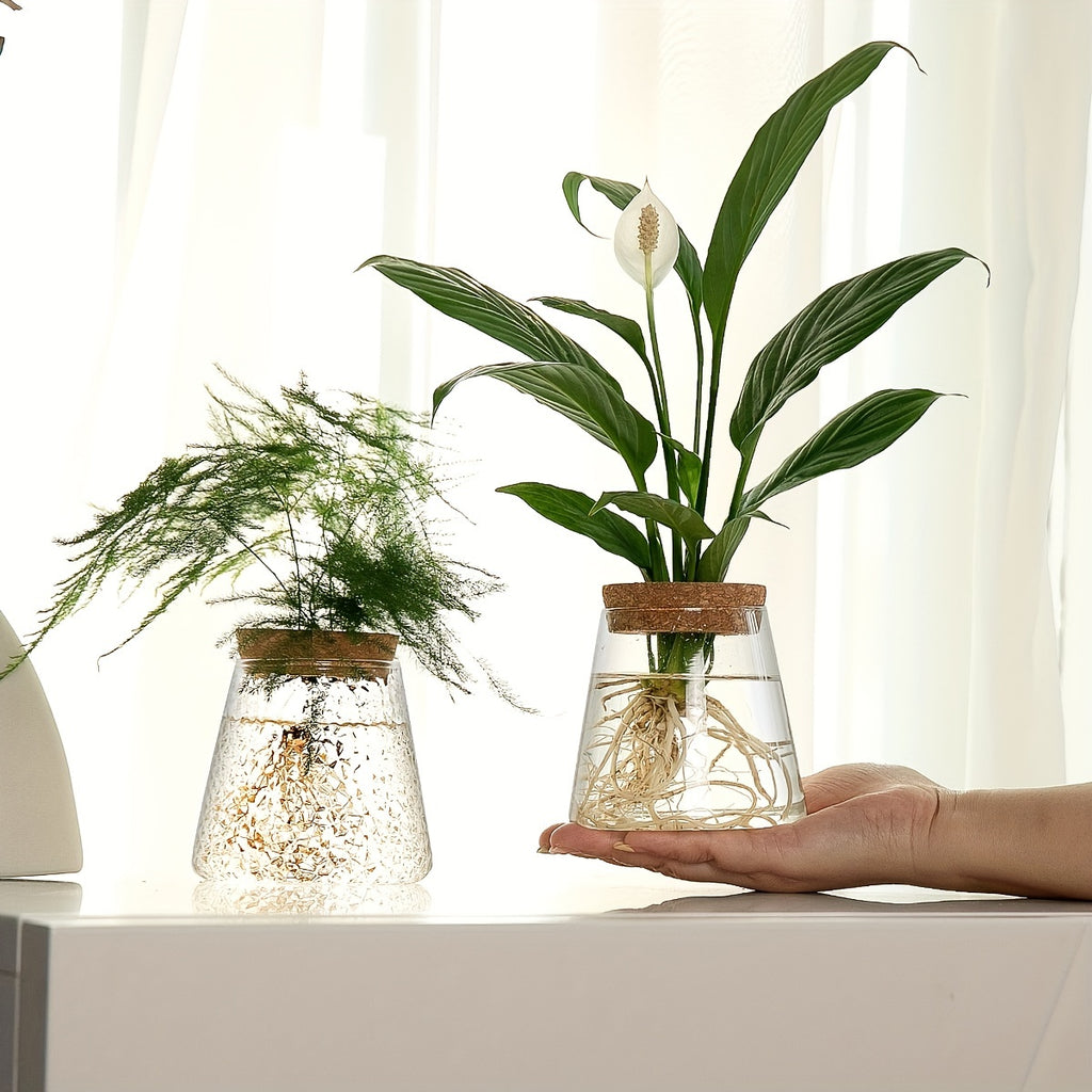 Pot de fleur en verre, culture hydroponique pour bouturage, gros plan