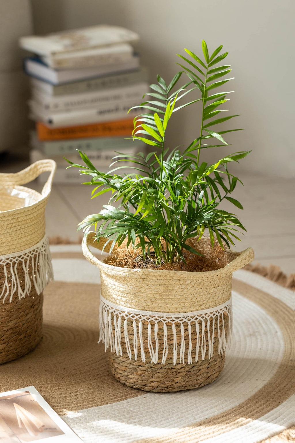 Cache-pot en osier tressé à franges macramé pour intérieur