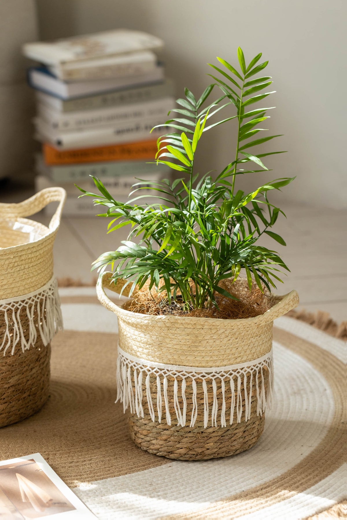 Cache-pot en osier tressé à franges macramé pour intérieur