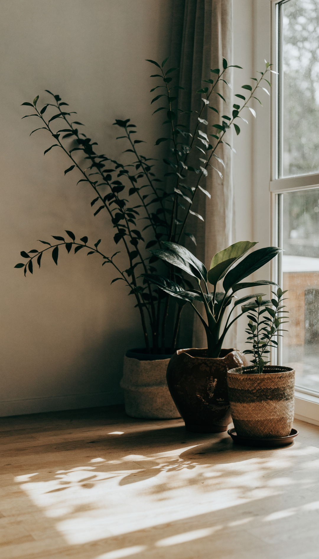 Plantes en cache-pots près d une fenêtre, vue verticale