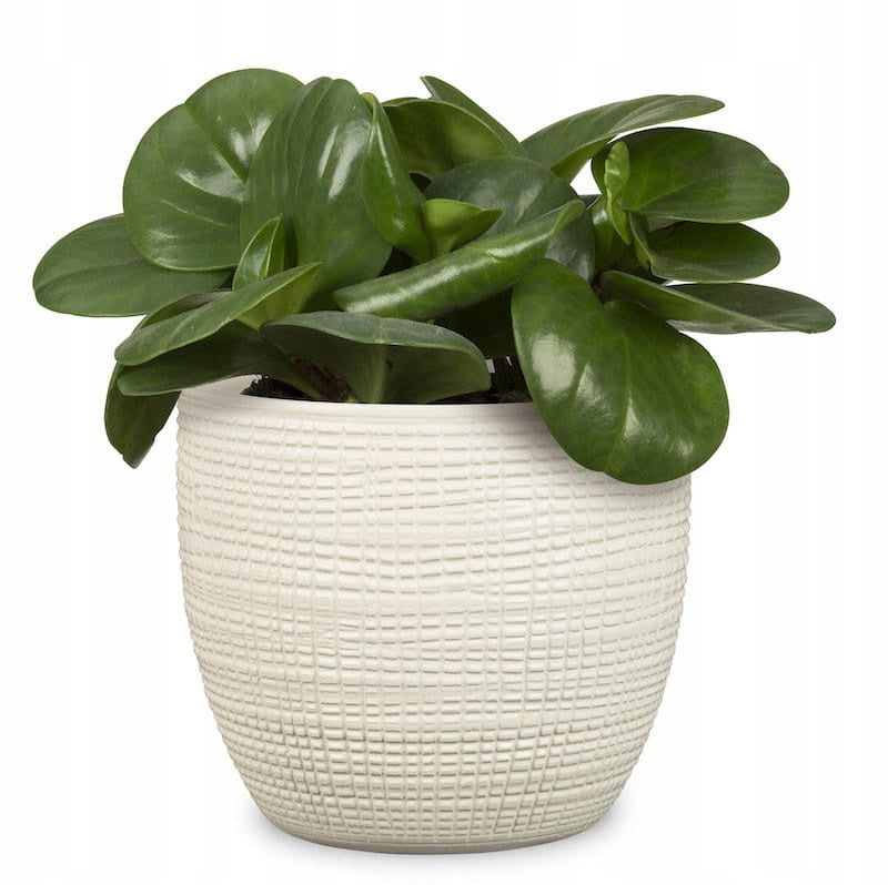 Cache-pot en céramique beige Ø 14 cm — Motif quadrillé mat