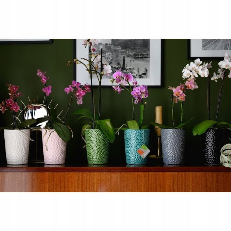 Cache-pot en céramique verte Ø 13 cm pour orchidée d'intérieur