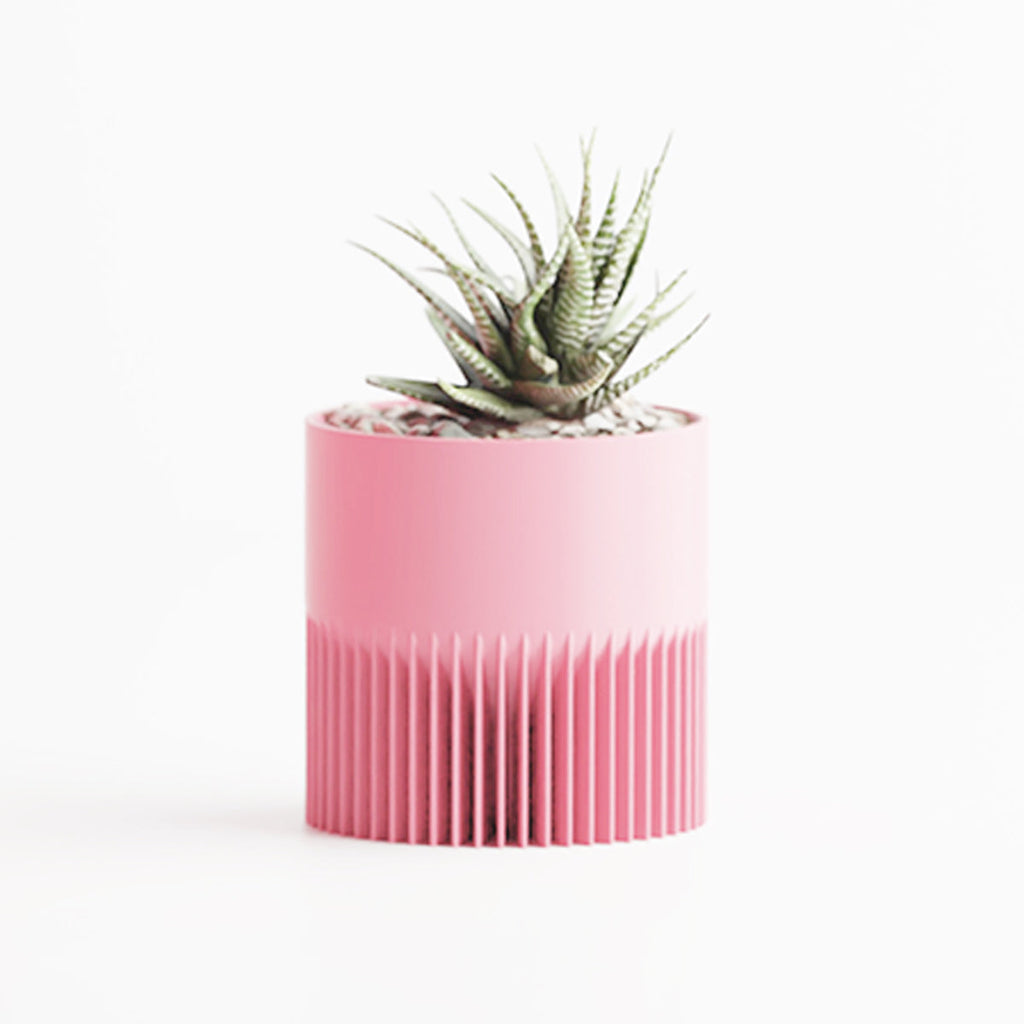 Rose / Petit