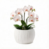 Cache-pot effet bambou Ø 15 cm — 7 coloris pour orchidée