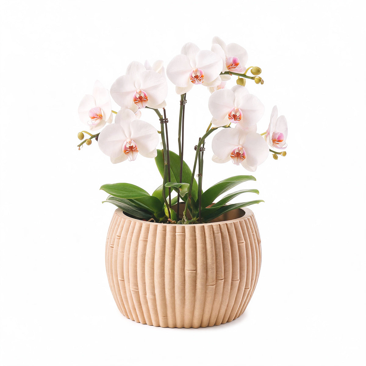 Bois