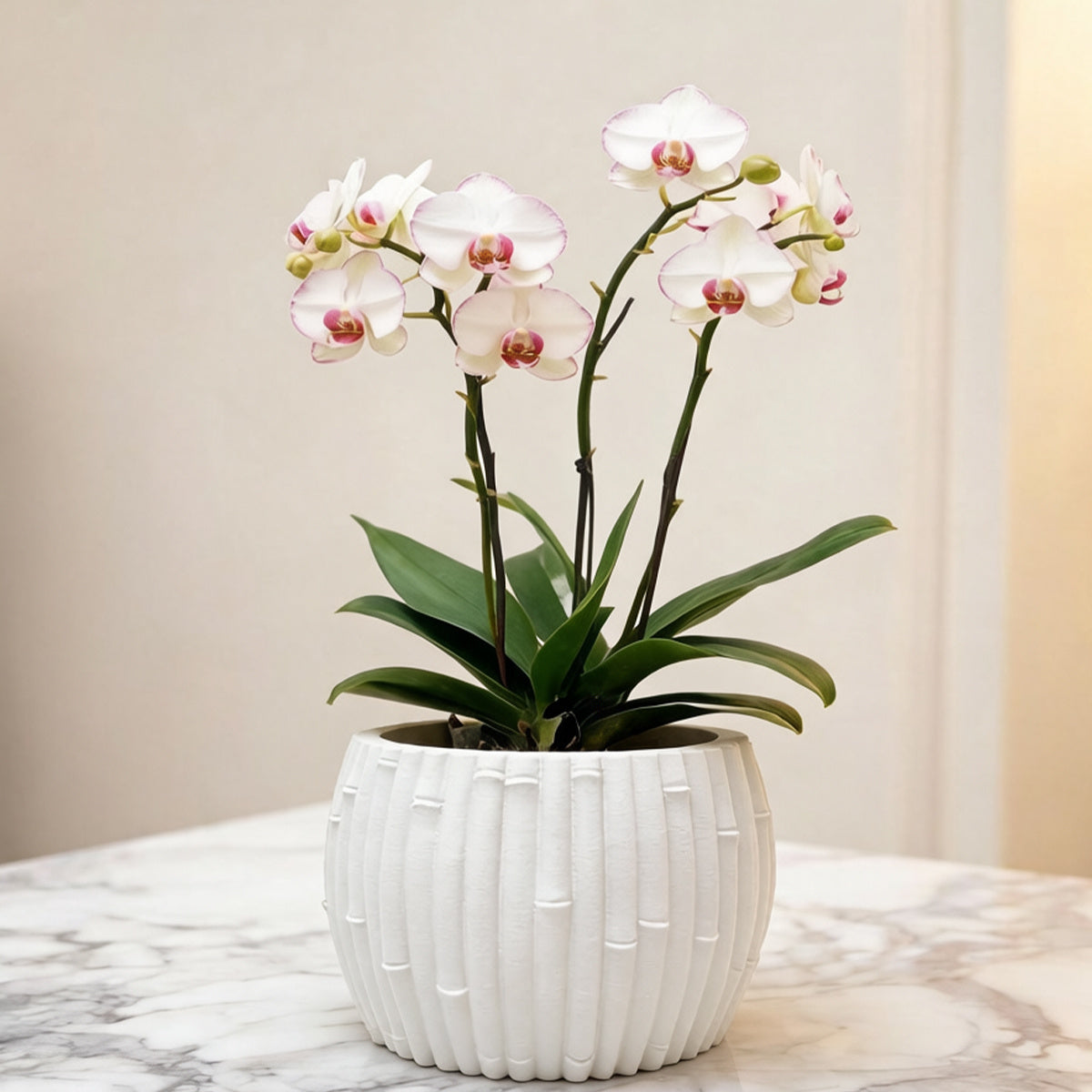 Cache-pot effet bambou Ø 15 cm — 7 coloris pour orchidée