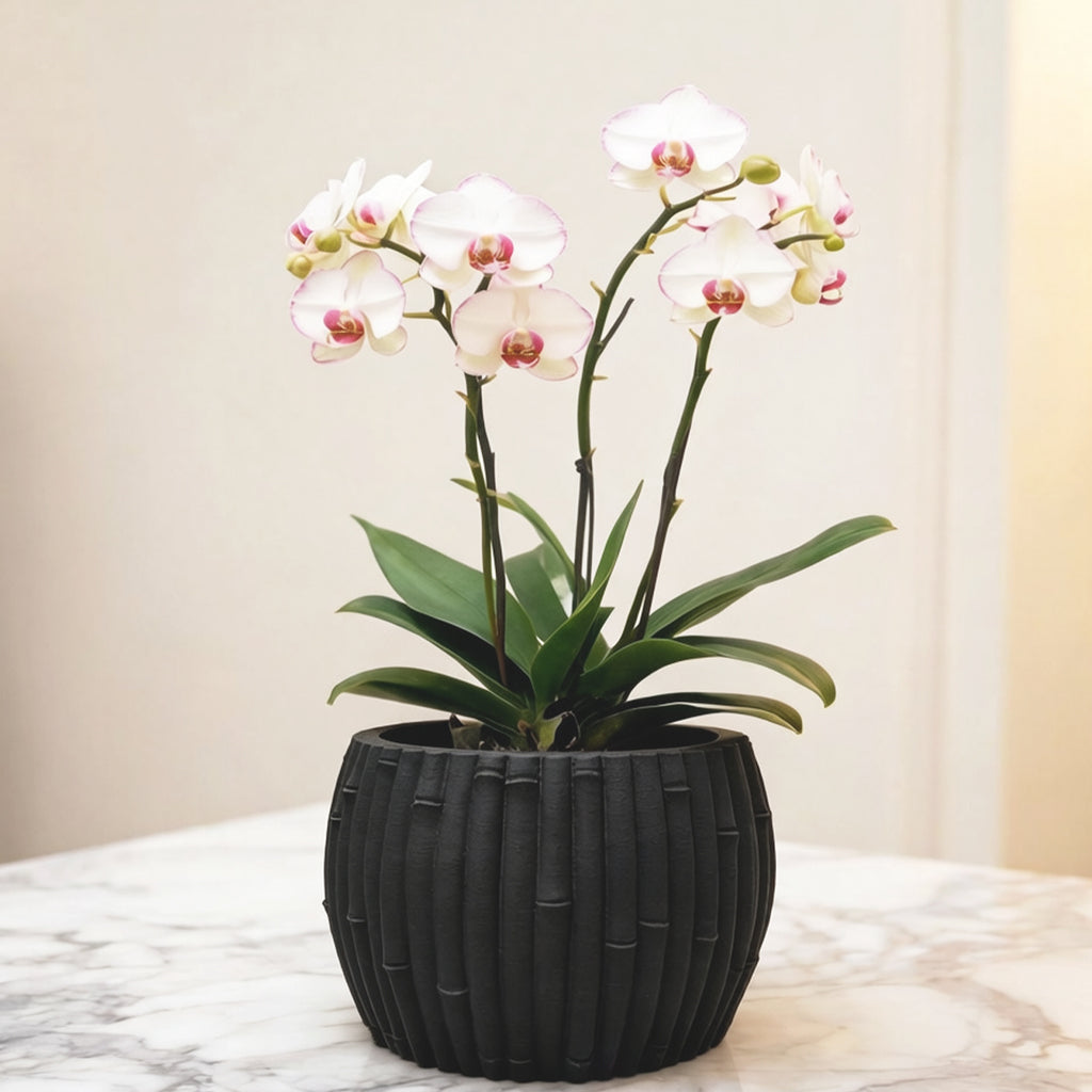 Cache-pot effet bambou Ø 15 cm — 7 coloris pour orchidée