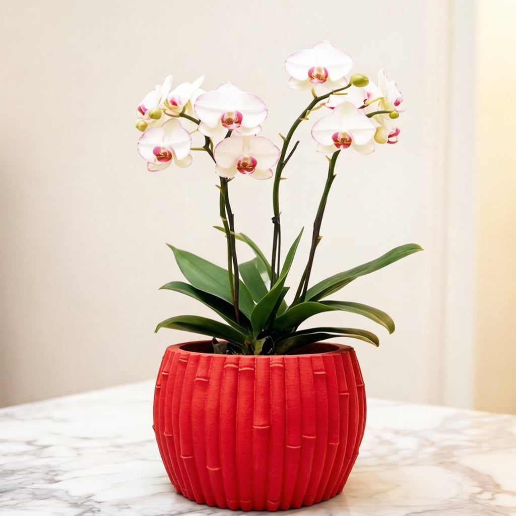 Cache-pot effet bambou Ø 15 cm — 7 coloris pour orchidée