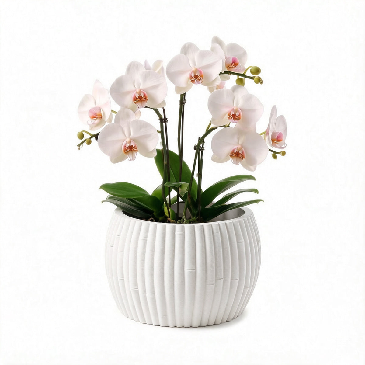 Blanc
