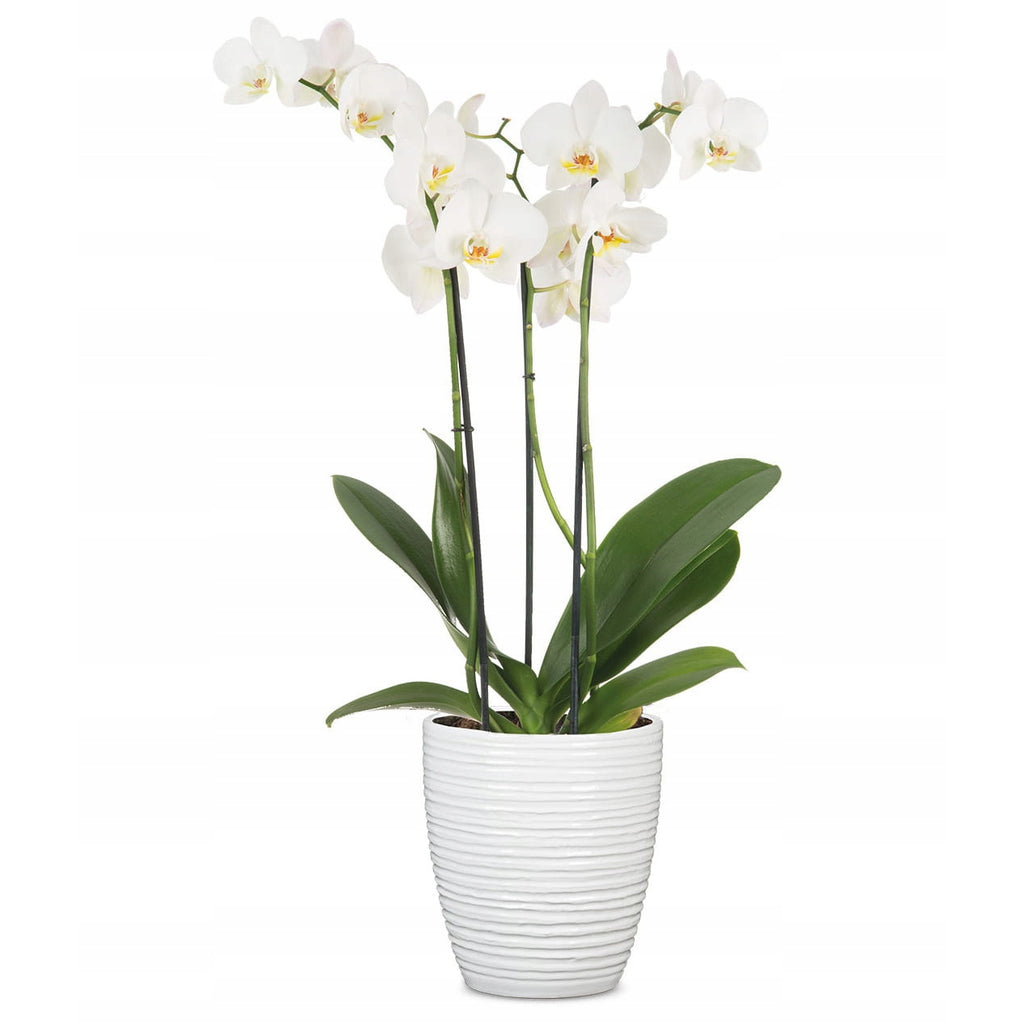 Cache-pot pour orchidée en céramique blanche côtelée H 15 cm