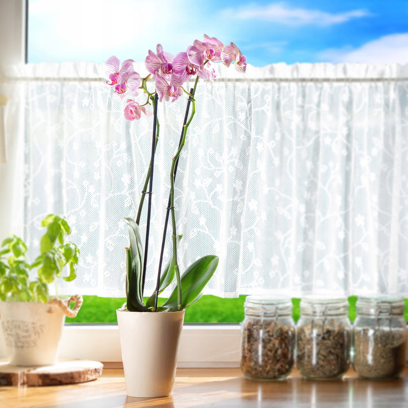 Cache-pot orchidée en plastique crème Ø 13 cm pour intérieur
