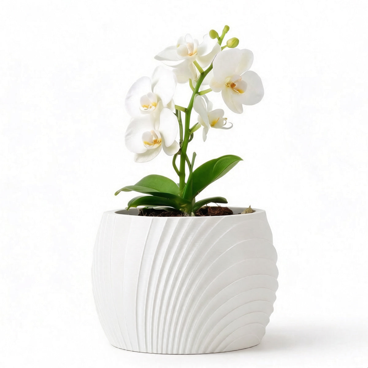 Blanc