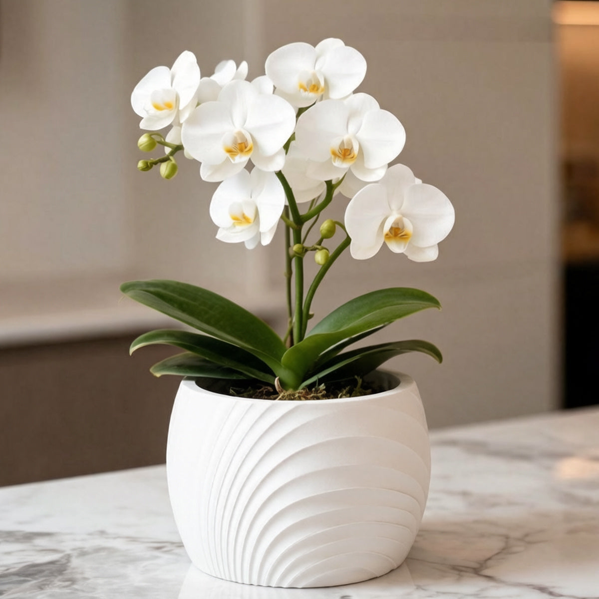 Cache-pot pour orchidée à ondes sculptées — 7 coloris mats