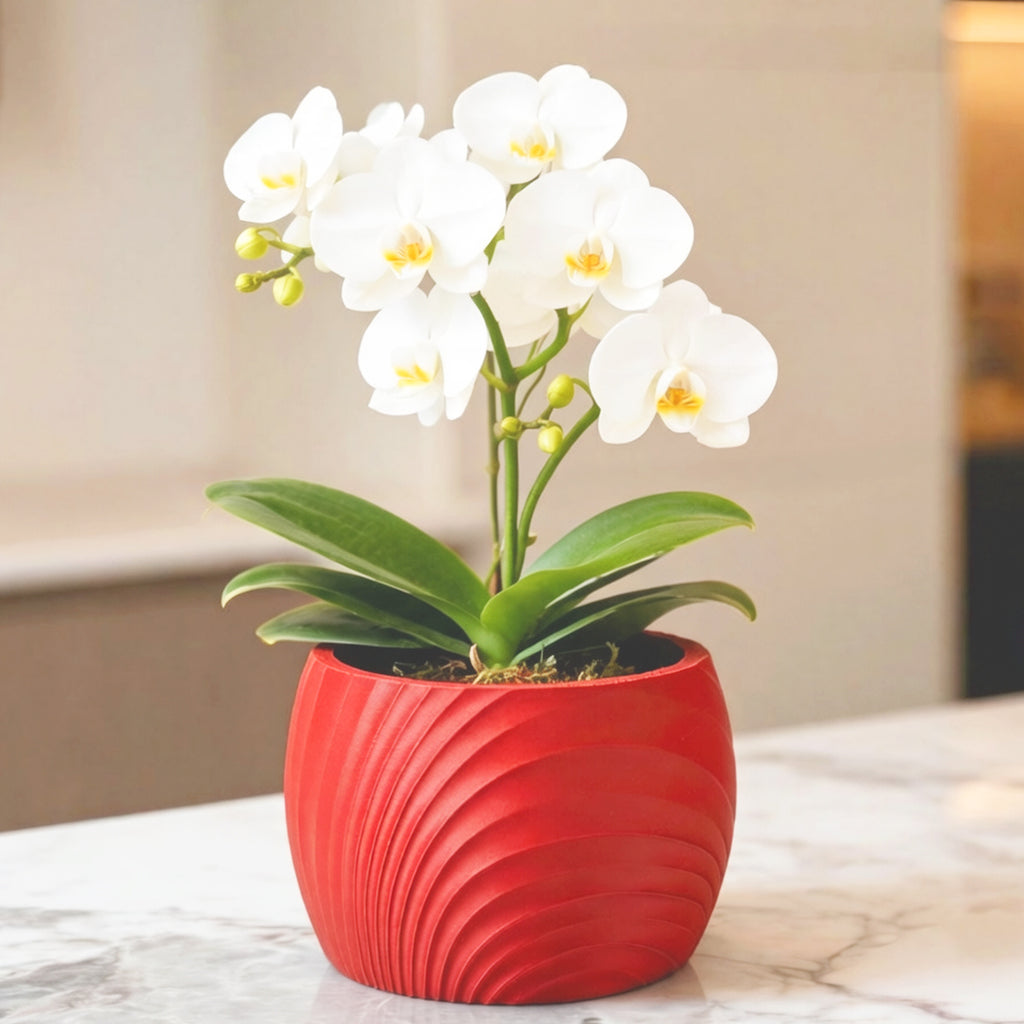 Cache-pot pour orchidée à ondes sculptées — 7 coloris mats