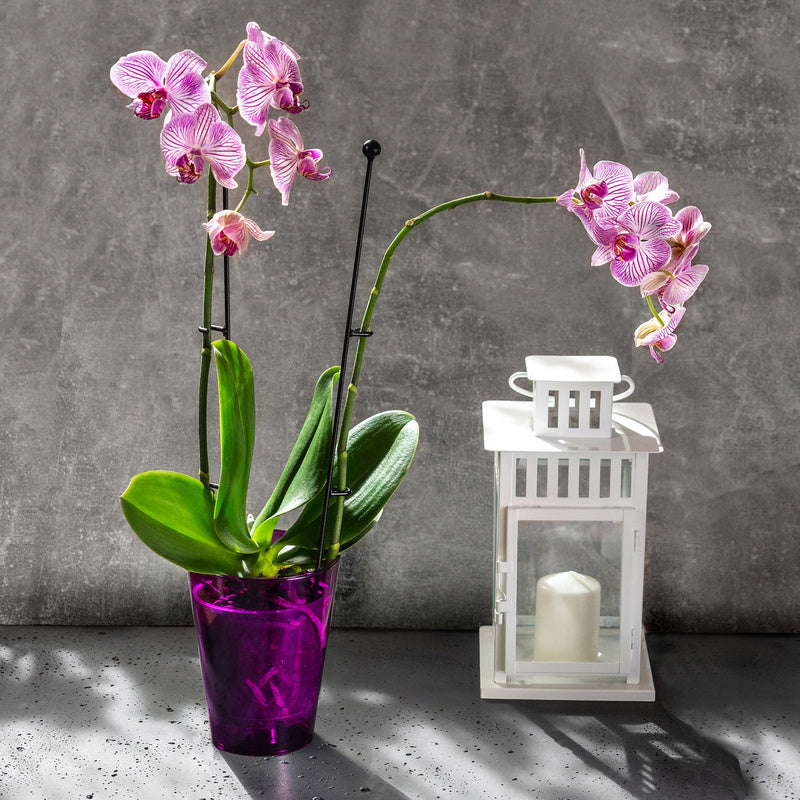 Cache-pot pour orchidée transparent violet Ø 13 cm en plastique
