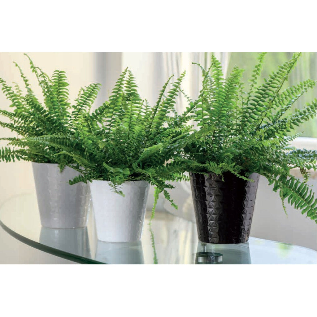 Cache-pot orchidée vert transparent texture diamant Ø 13 cm