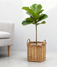 Cache-pot panier en osier et rotin tressés pour intérieur