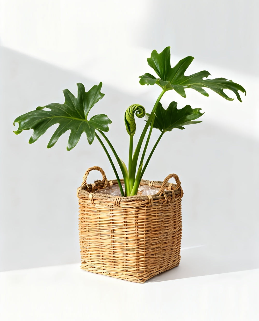 Cache-pot panier en osier et rotin tressés pour intérieur