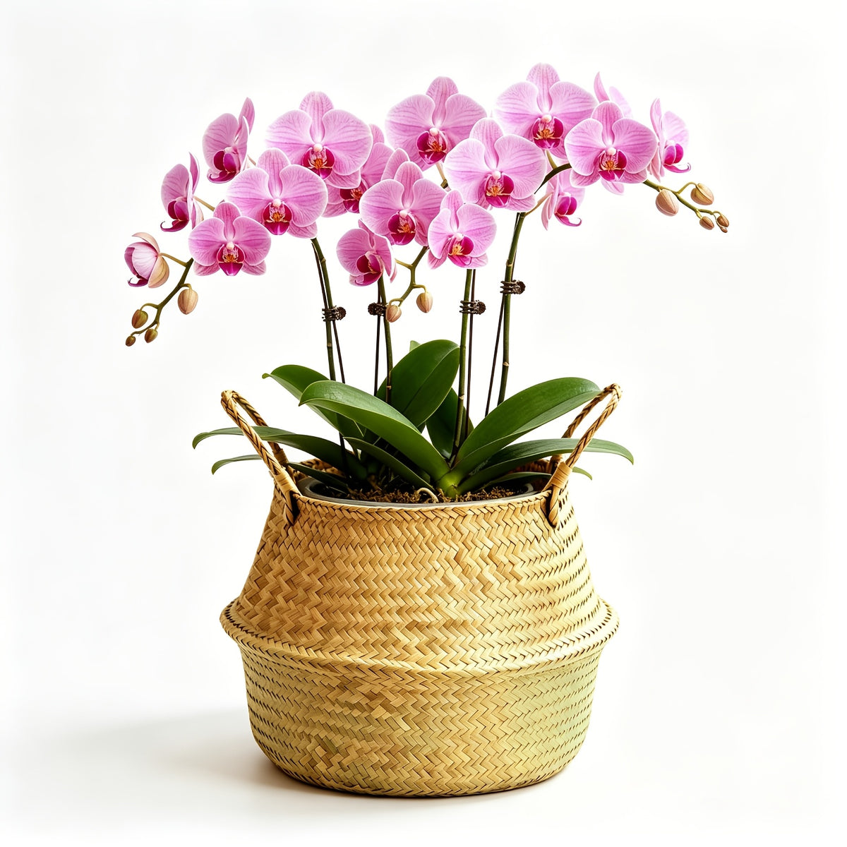Panier en Rotin Tissé à la Main de Couleur Naturelle, Diamètre de l'Épaule 19CM / Panier de Rangement Décoratif pour Salon