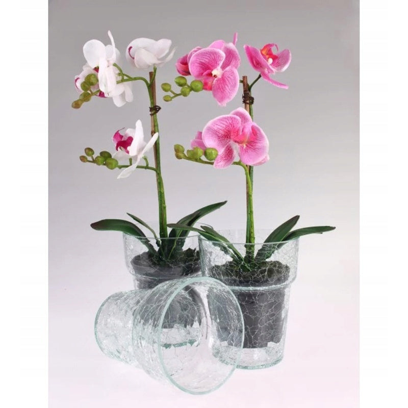 Cache-pot en verre fêlé transparent pour orchidée délicate