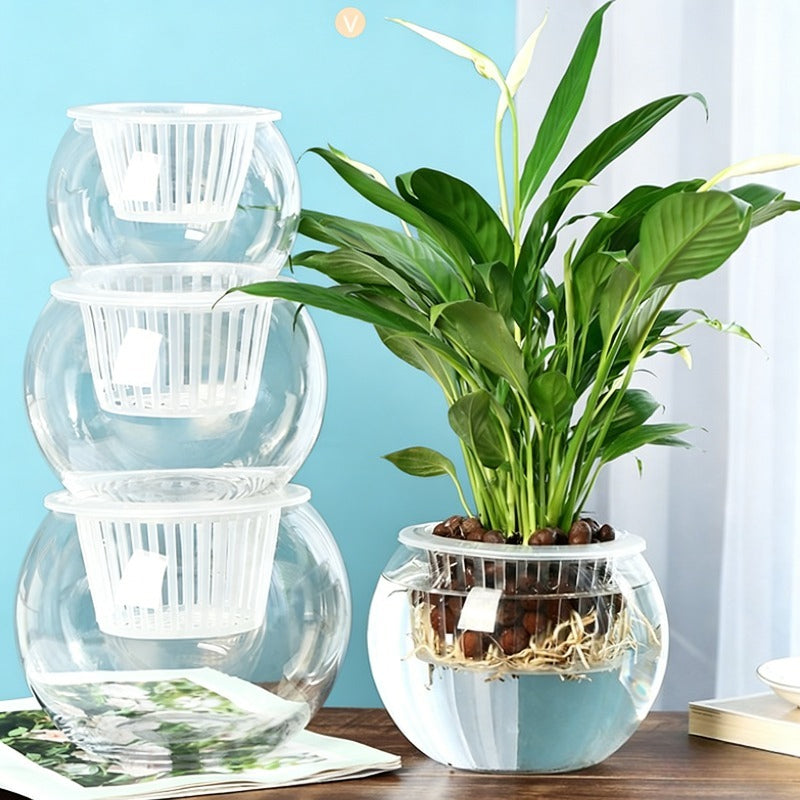Cache-pot en verre transparent Ø 15 cm pour culture hydroponique