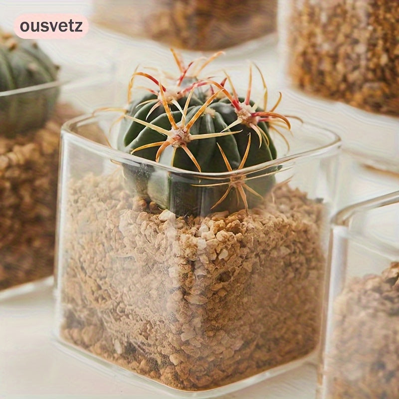 Cache-pot en verre transparent 8 cm — Lot de 2 pour cactus
