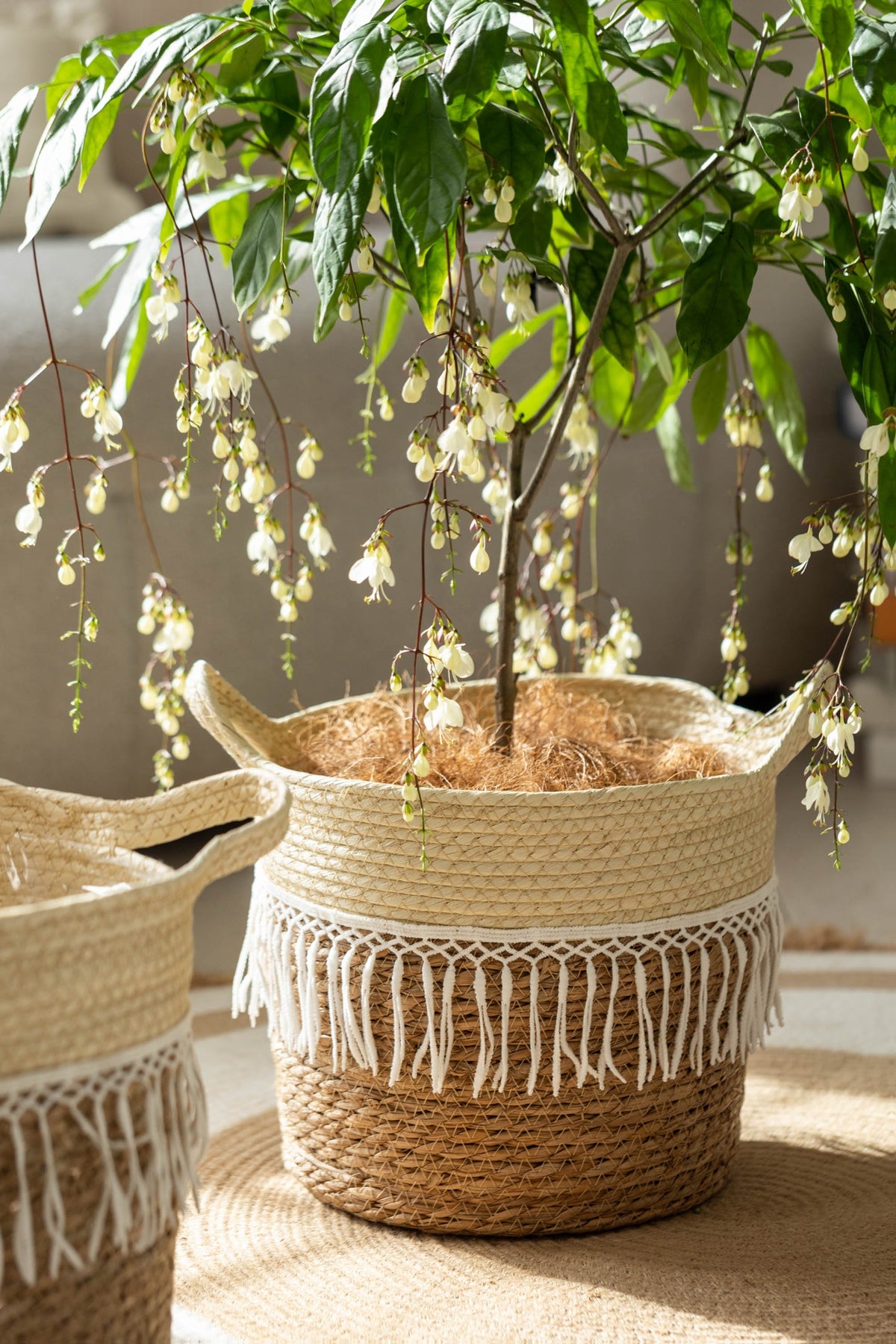Cache-pot en osier tressé à franges macramé pour intérieur