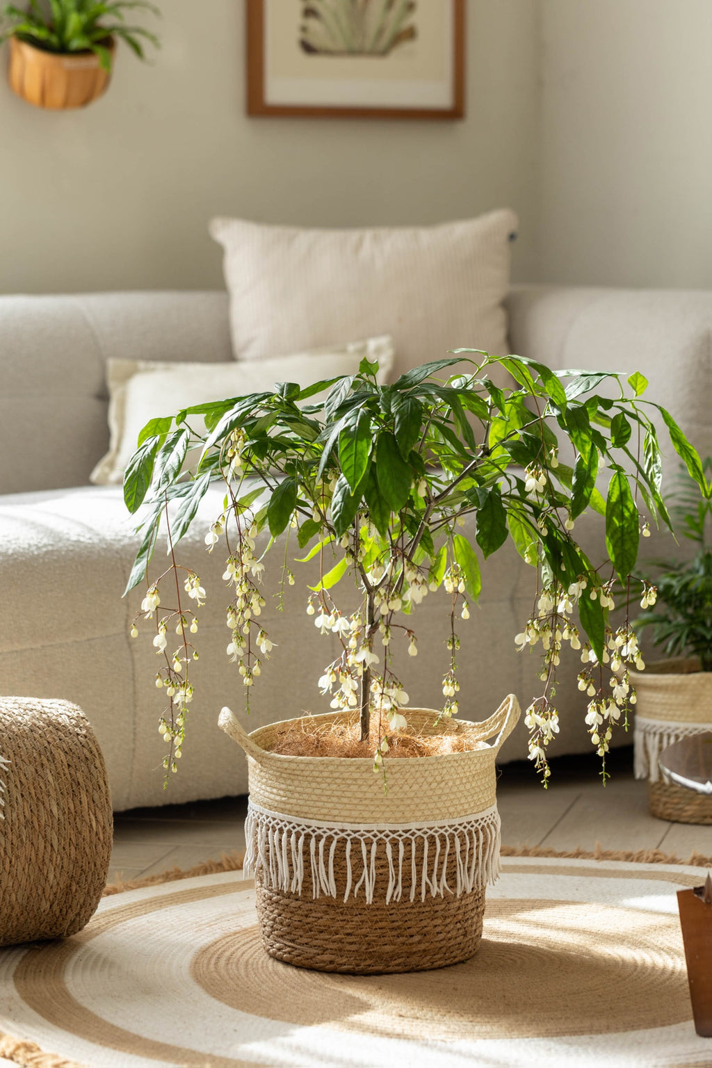 Cache-pot en osier tressé à franges macramé pour intérieur