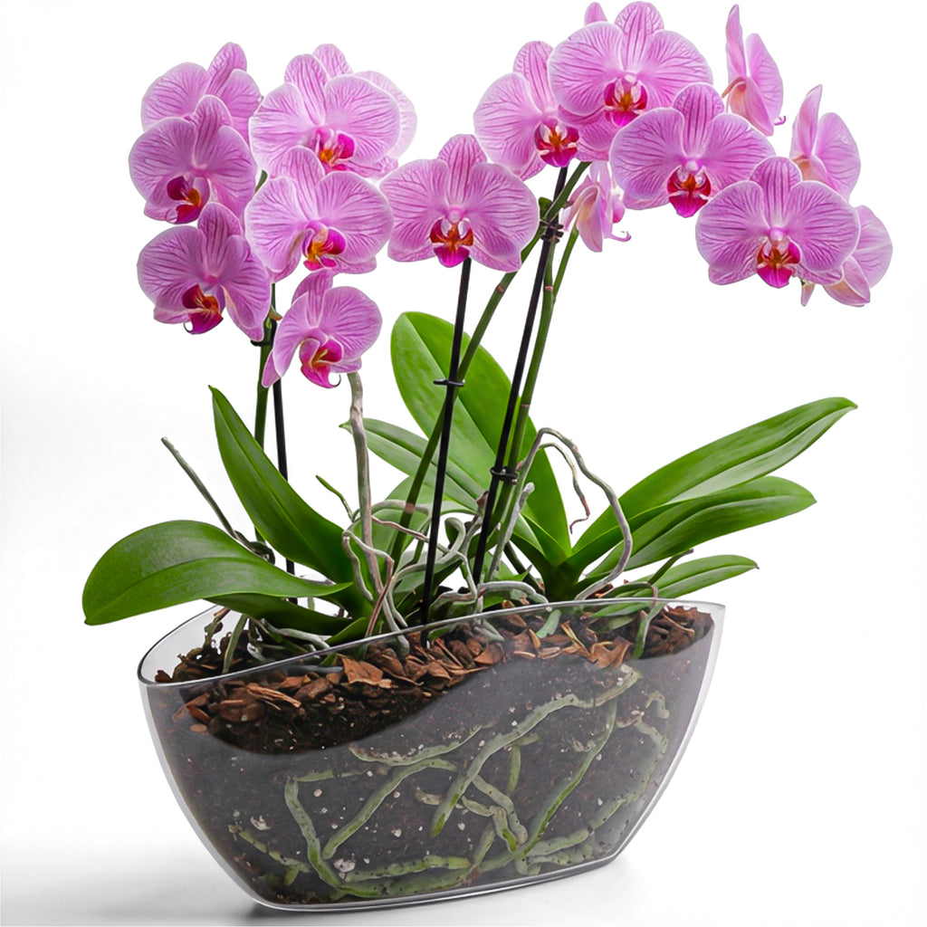 Transparent