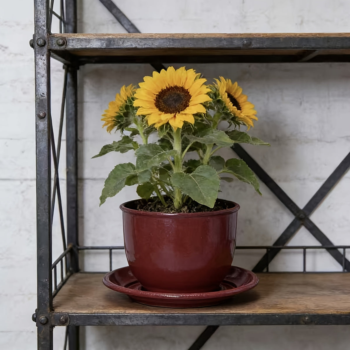 Grande soucoupe pour pot de fleur Ø 40 cm rouge — lot de 12