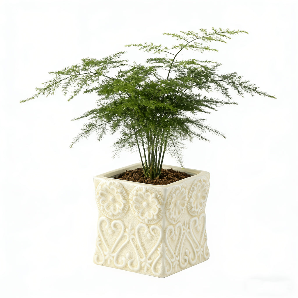Pot de fleur carré céramique gaufrée pour orchidée — 11 cm