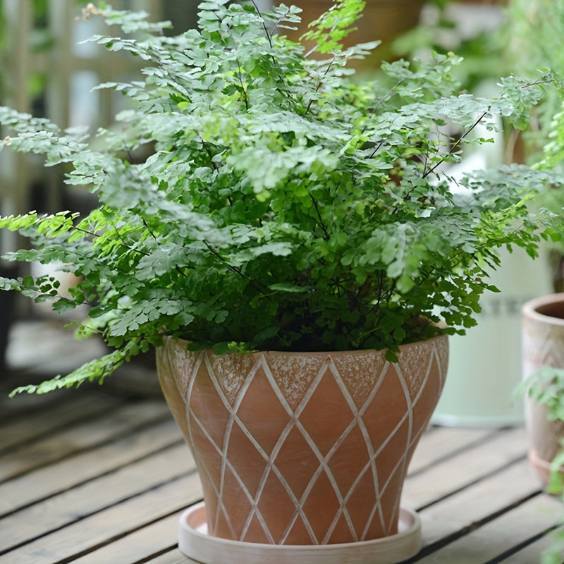 Pot de fleur terre cuite vintage à losanges — 3 tailles