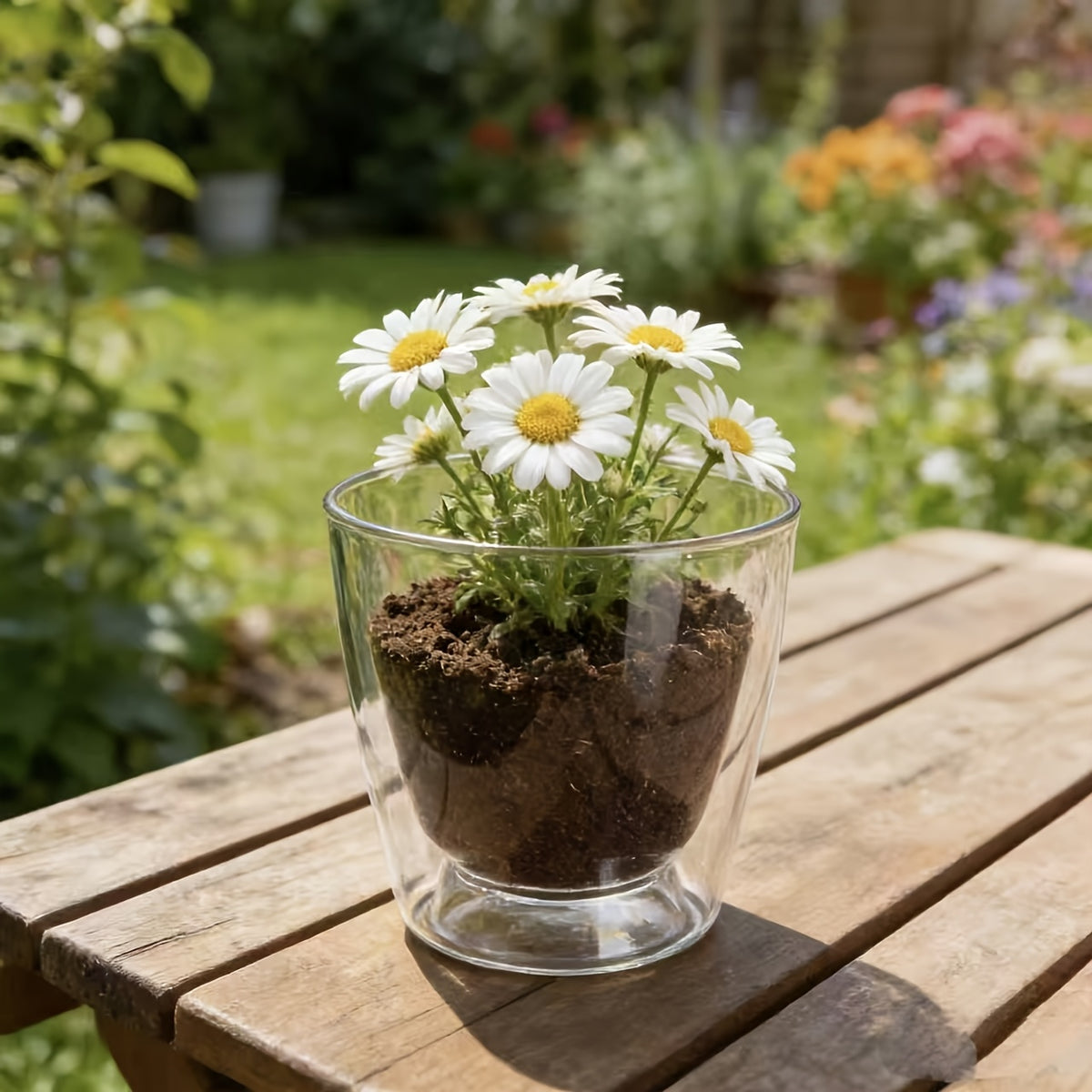 Pot de fleur transparent 11 cm — lot de 12 pour succulentes