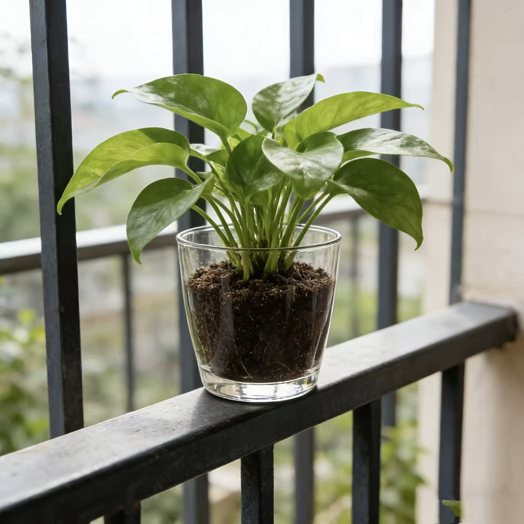Pot de fleur transparent 11 cm — lot de 12 pour succulentes