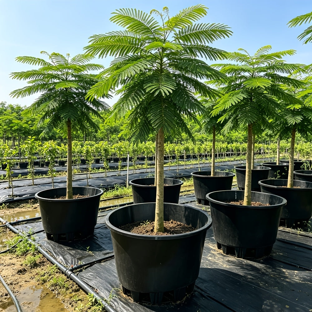 Pot de fleur XXL Ø 43 cm pour arbre et arbuste, lot de 2