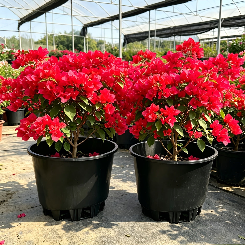 Pot de fleur XXL Ø 43 cm pour arbre et arbuste, lot de 2