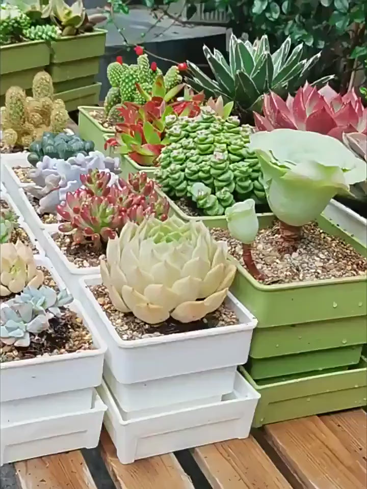 Ensemble de 4 pots  plantes succulentes carrs en forme de flocon de neige ajours avec plateaux mini ensemble de pots en plastique respirants  drainage petits cactus et succulentes dcoration universelle pour fenil de fentre bureau