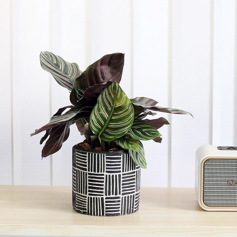 Pot de fleur cratif en ciment noir vieilli Arum Lily cylindrique vintage Pot doublure respirant de style nordique pour bureau Cadeau de jardinage en gros Dcoration dintrieur