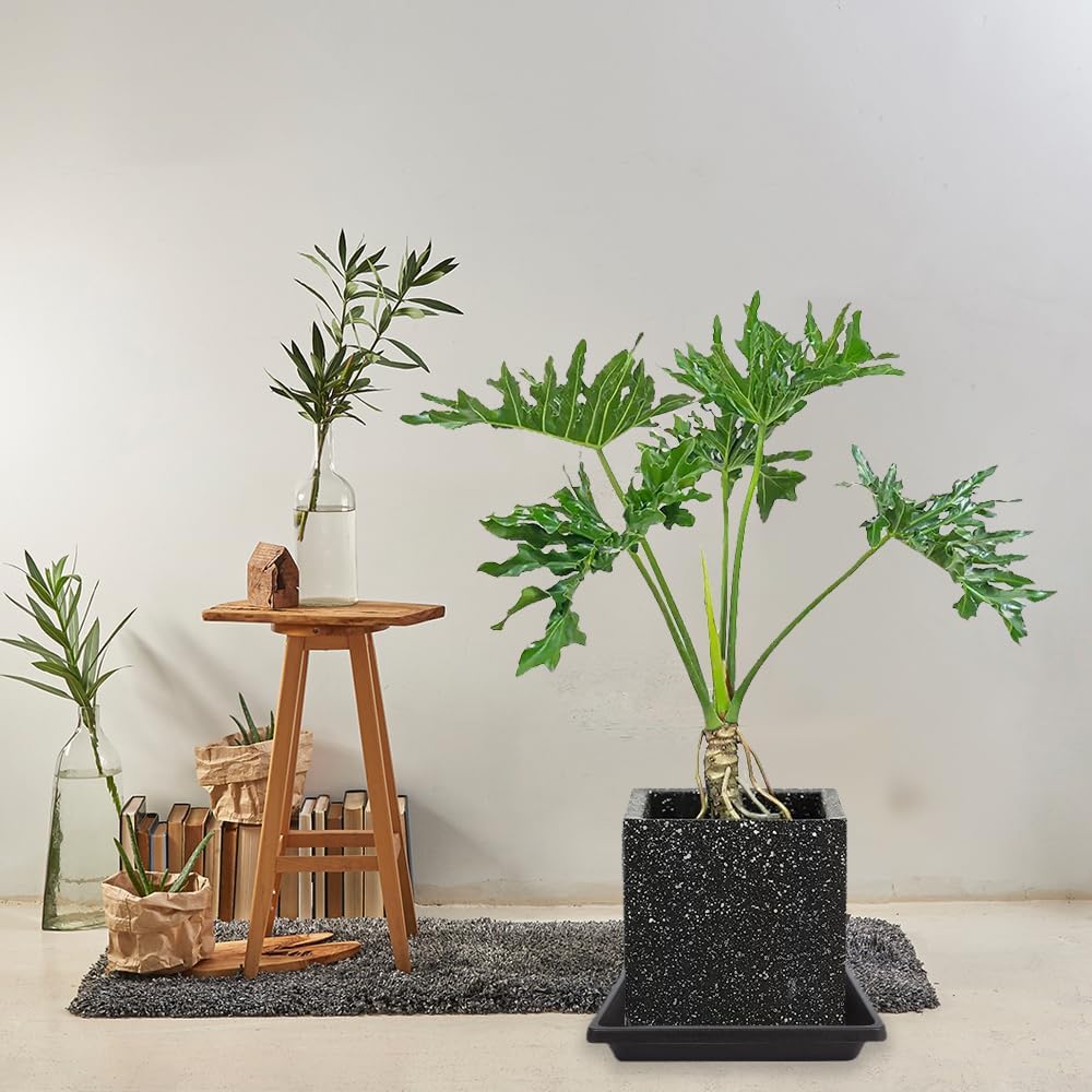 Soucoupe carrée noire pour plante — lot de 6, 3 tailles