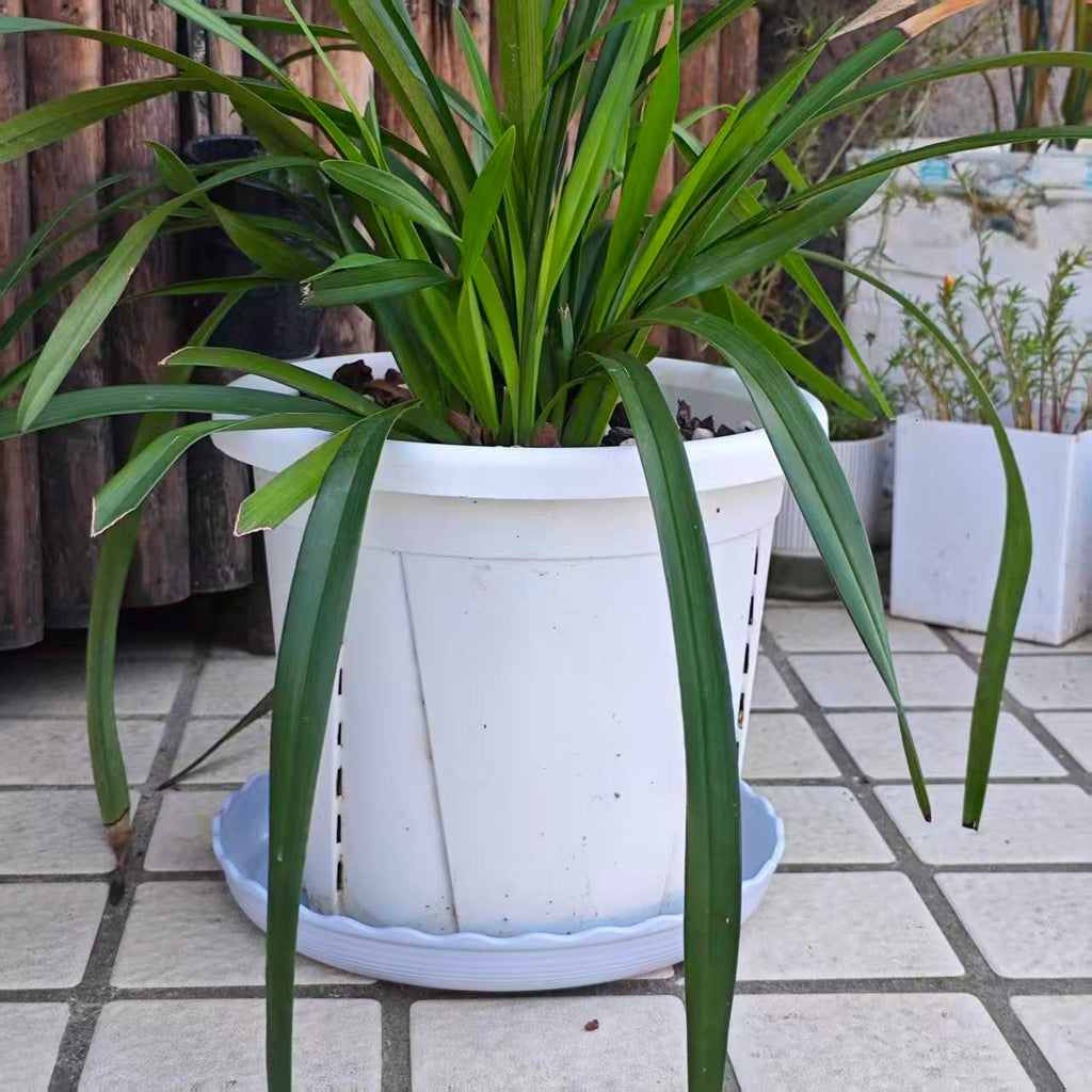 Soucoupes pour pot de fleur ondulées blanches - lot de 12