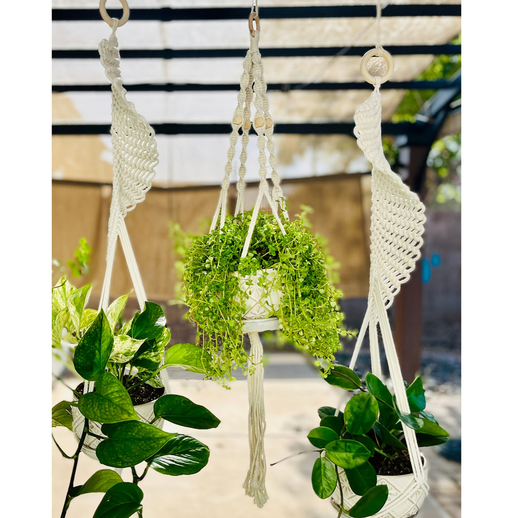 Suspension pour plante en macramé à franges — lot de 3 modèles